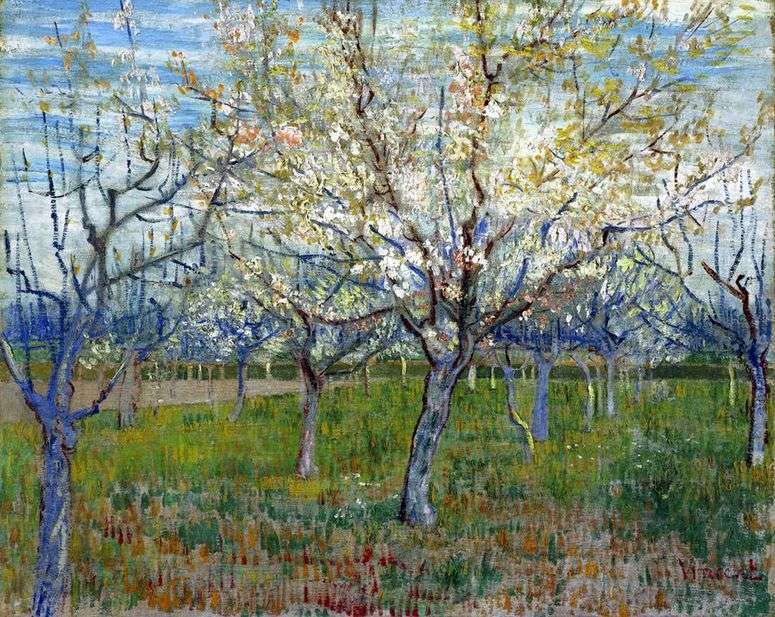 Описание картины Фруктовый сад с цветущими абрикосами   Винсент Ван Гог