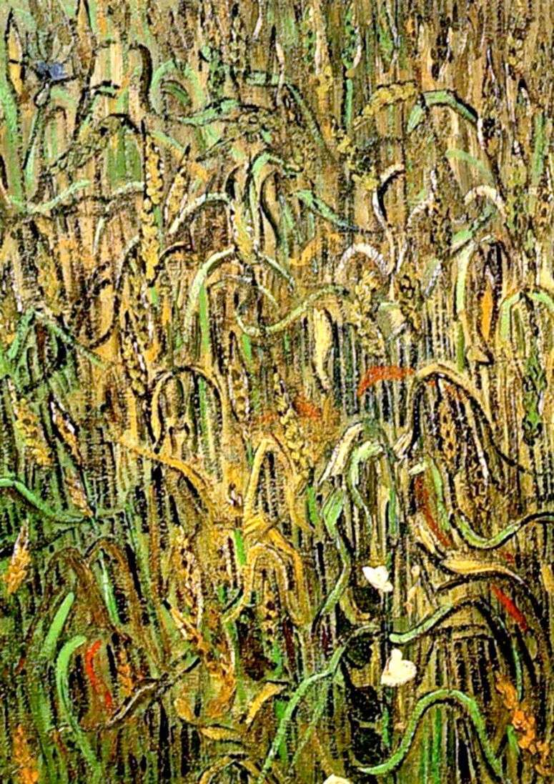 Описание картины Пшеничные колосья   Винсент Ван Гог