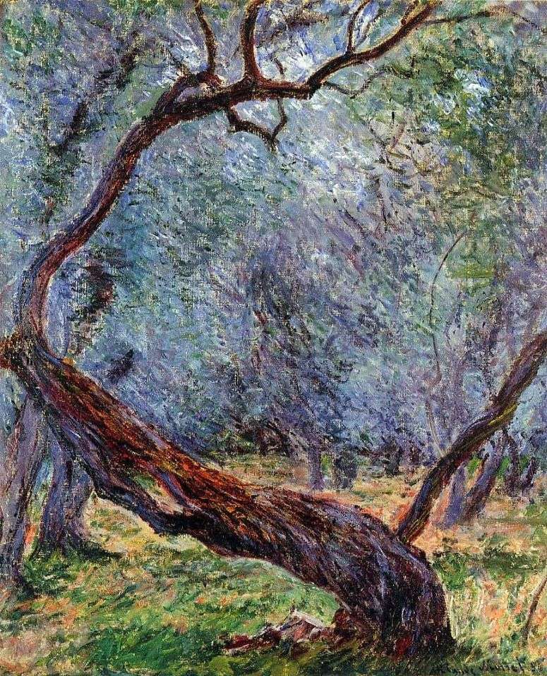 Описание картины Штудия оливковых деревьев   Клод Моне