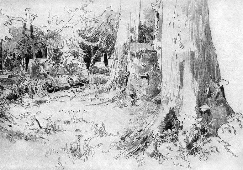 Описание картины Вырубленный лес   Иван Шишкин
